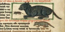 Gatos útiles en la Edad Media