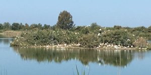 El santuario del Algaida